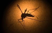 Hastalıklara yol açan virüsleri taşıyan Aedes aegypti