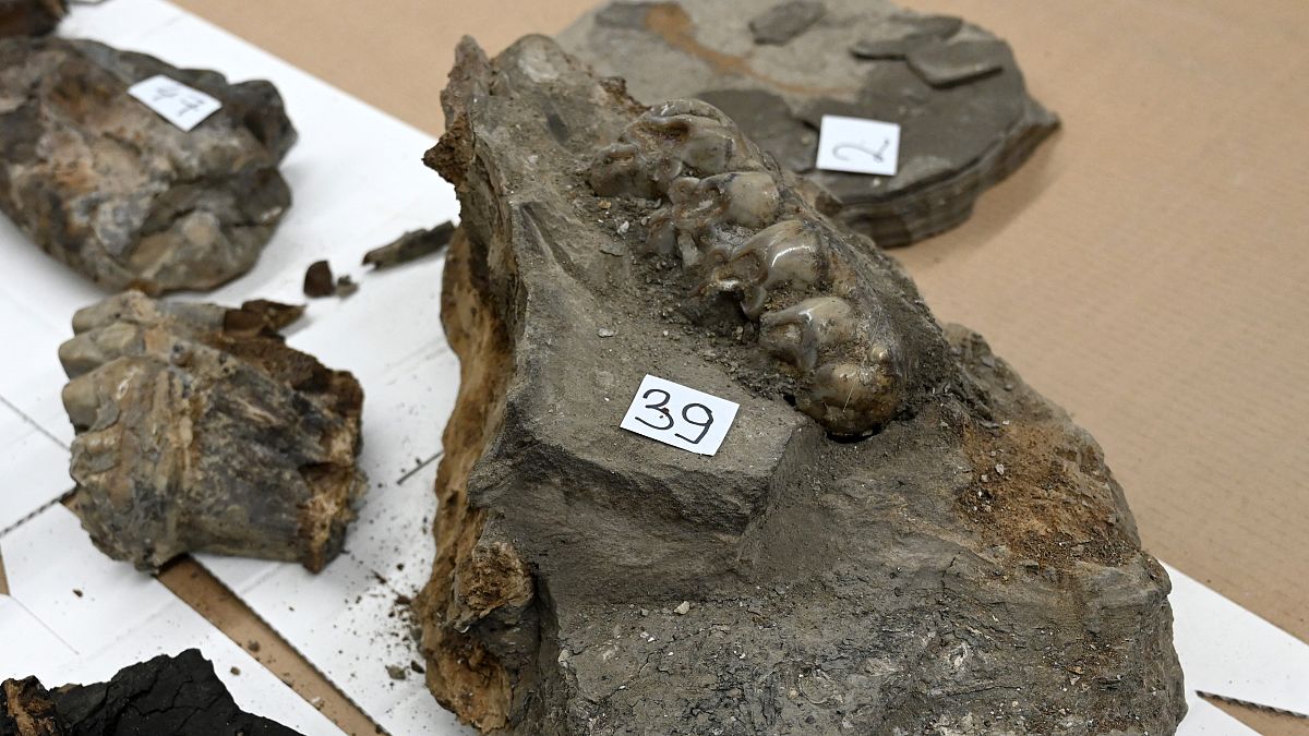 Hırvatistan-Bosna Hersek sınırında araba bagajında 15 milyon yıl öncesine ait hayvan fosilleri bulundu.