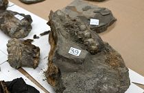 Hırvatistan-Bosna Hersek sınırında araba bagajında 15 milyon yıl öncesine ait hayvan fosilleri bulundu.