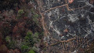 Amazonas-Regenwald spuckt Kohlendioxid