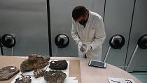 مستحاثات عمرها 15 مليون سنة وجدت مخبأة في صندوق سيارة في كرواتيا