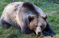 خرس قهوه‌ای (عکس تزئینی است)