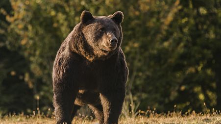 In this October 2019 handout photo provided by NGO Agent Green, Arthur, a 17-year-old bear, is seen in the Covasna county, Romania.