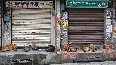 Street dogs sleep at a market as shops remain closed due to the COVID-19 pandemic in Dharmsala, India Street dogs sleep at a market as shops remain closed due to the COVID-19 pandemic in Dharmsala, India