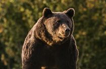 Polémica en Rumanía tras la caza de un oso emblemático a manos del príncipe Emanuel de Liechtenstein