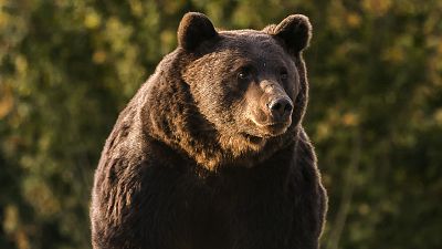 Polémica en Rumanía tras la caza de un oso emblemático a manos del príncipe Emanuel de Liechtenstein