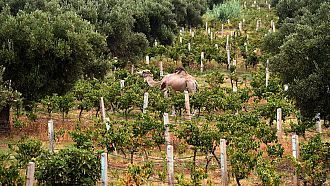 Morocco and UN celebrate first Argan tree day