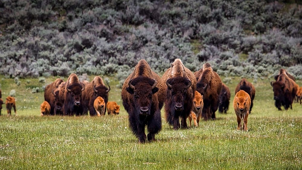 Why are 45,000 people signing up to kill a threatened species? - Vimarsana News