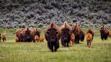 Bison are being culled at the Grand Canyon