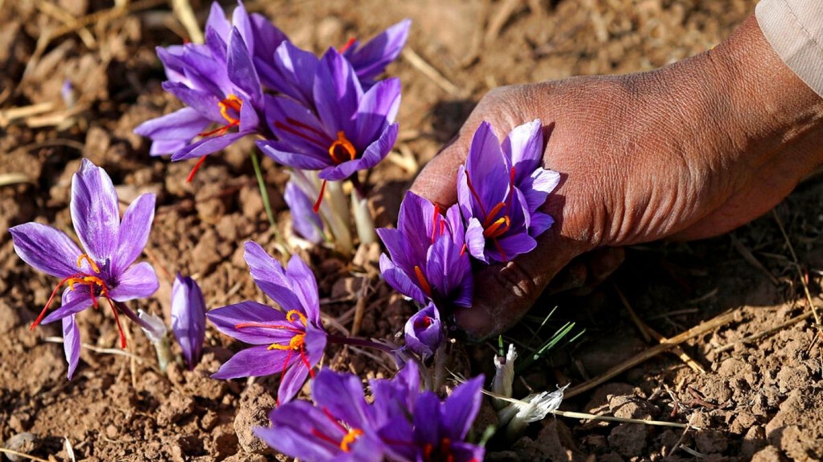 پرورش زعفران در ایران