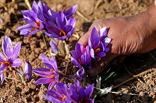 پرورش زعفران در ایران