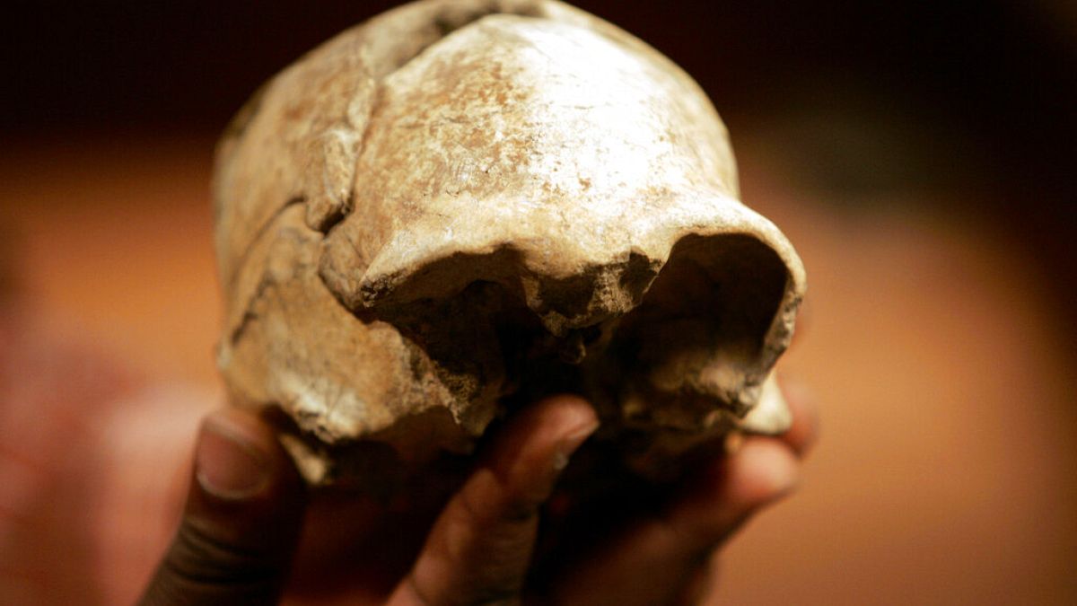 Kenya'da bugüne kadar 1000'den fazla insan fosili keşfi yapıldı. Bu rakam diğer Afrika ülkelerinden çok daha fazla.