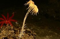 زنبق دریایی از رده خارپوستان