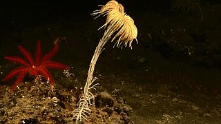 زنبق دریایی از رده خارپوستان