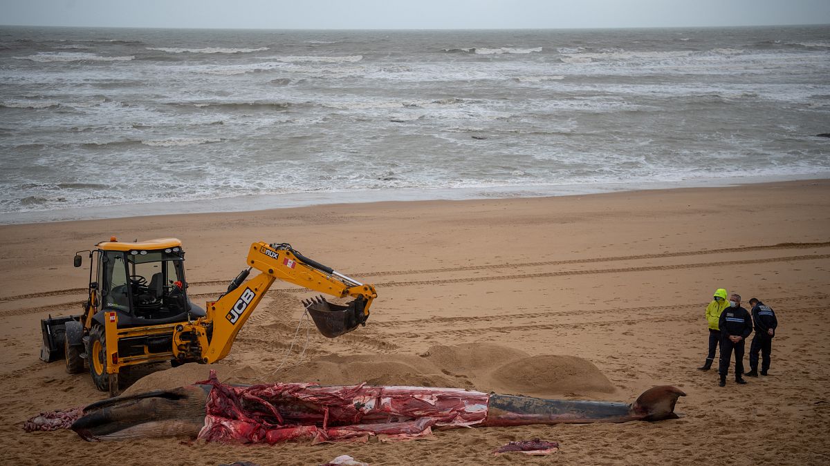 جثة حوت جرفته الأمواج على ساحل لاندز جنوب غرب فرنسا