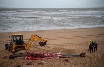 جثة حوت جرفته الأمواج على ساحل لاندز جنوب غرب فرنسا