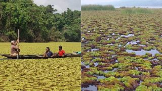 A race against time: The giant weeds taking over Lake Ossa in Cameroon