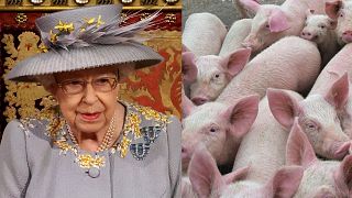Animal welfare leglisation will make up some of the 30 new laws announced by Her Majesty