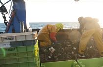 Streit um Fanggründe vor Jersey: Französische Fischer in Not