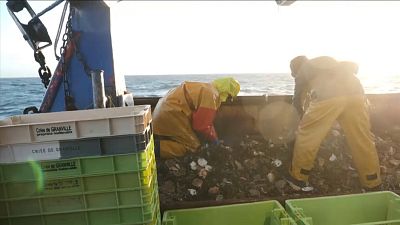 Noρμανδία: Κραυγή αγωνίας από τους ψαράδες