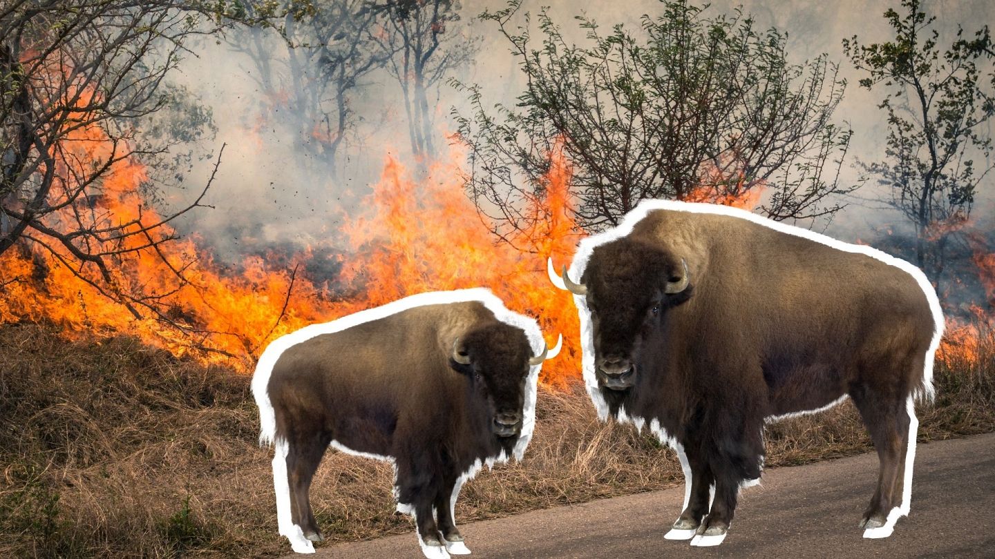 Bison could be the 'natural firefighters' we need to tackle wildfires |  Euronews