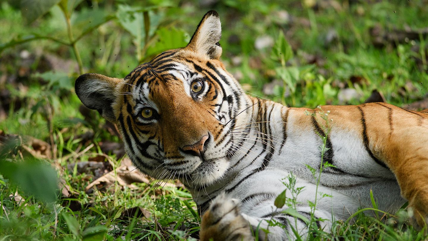 The new 'Big 5' are the animals we need to protect, not harm, the most | Euronews The new 'Big 5' are the animals we need to protect, not harm, the most | Euronews