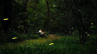 The chemical reaction in fireflies has inspired a new portal bioluminescent device. The chemical reaction in fireflies has inspired a new portal bioluminescent device.