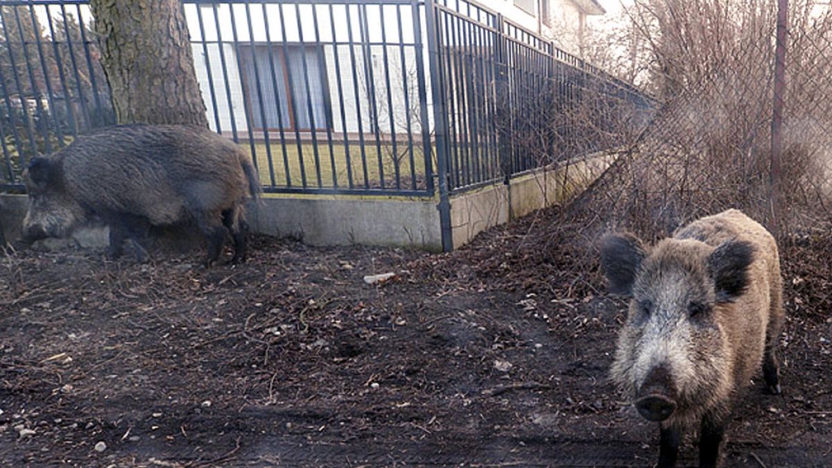 ILLUSTRATION & FILE photo: March 25, 2018, wild boar near houses in Lomianki county on Warsaw outskirts