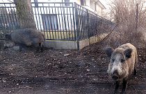 ILLUSTRATION & FILE photo: March 25, 2018, wild boar near houses in Lomianki county on Warsaw outskirts
