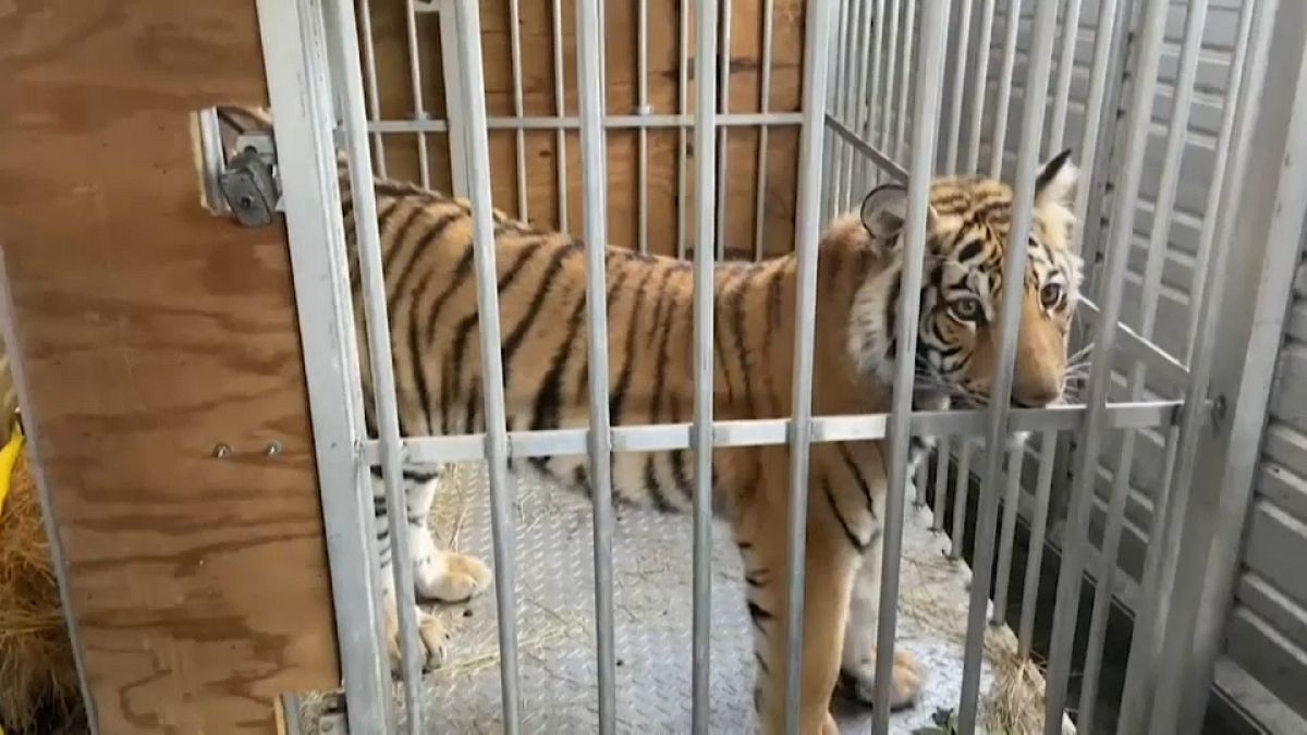 India, el tigre que tuvo en jaque a Houston durante una semana 