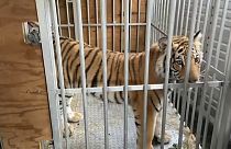 India, el tigre que tuvo en jaque a Houston durante una semana