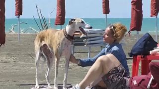 "Szabad és boldog" az olasz BauBeach mottója, kutyák és gazdik együtt strandolhatnak