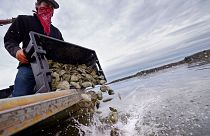 Kyle Pfau, an oysterman with Fat Dog Shellfish Co., dumps out a tray of adult "Uglie" oysters from Maine onto a relocation area at Great Bay, Monday, May 3, 2021.