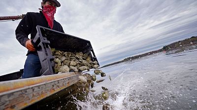 Kyle Pfau, an oysterman with Fat Dog Shellfish Co., dumps out a tray of adult "Uglie" oysters from Maine onto a relocation area at Great Bay, Monday, May 3, 2021.