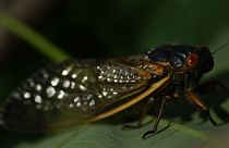 Coucou, c'est moi ! Une "cicada" adulte aperçue sur un arbre dans la capitale fédérale des Etats-Unis, Washington, le 7 mai 2021