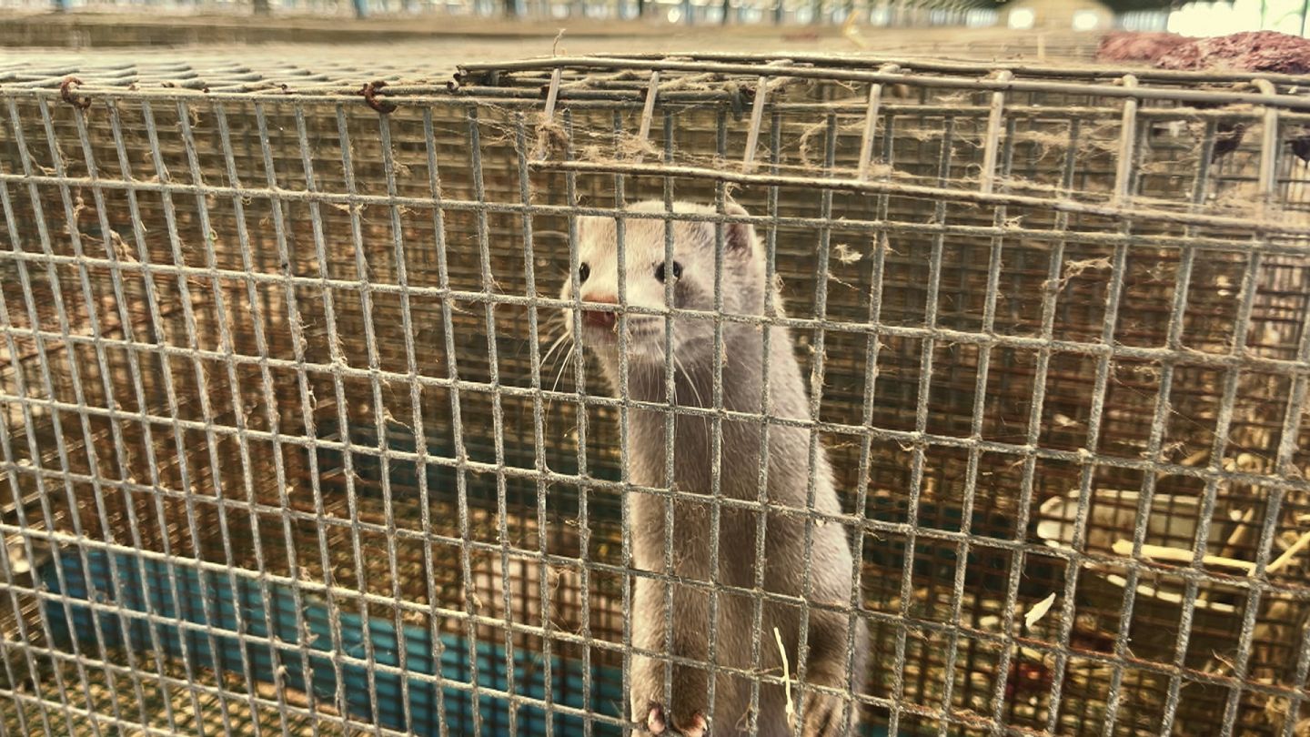 Greece's mink farms take a different approach to survive the COVID-19  pandemic | Euronews