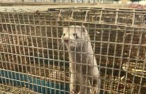 Greece's mink farms take a different approach to survive the COVID-19 pandemic