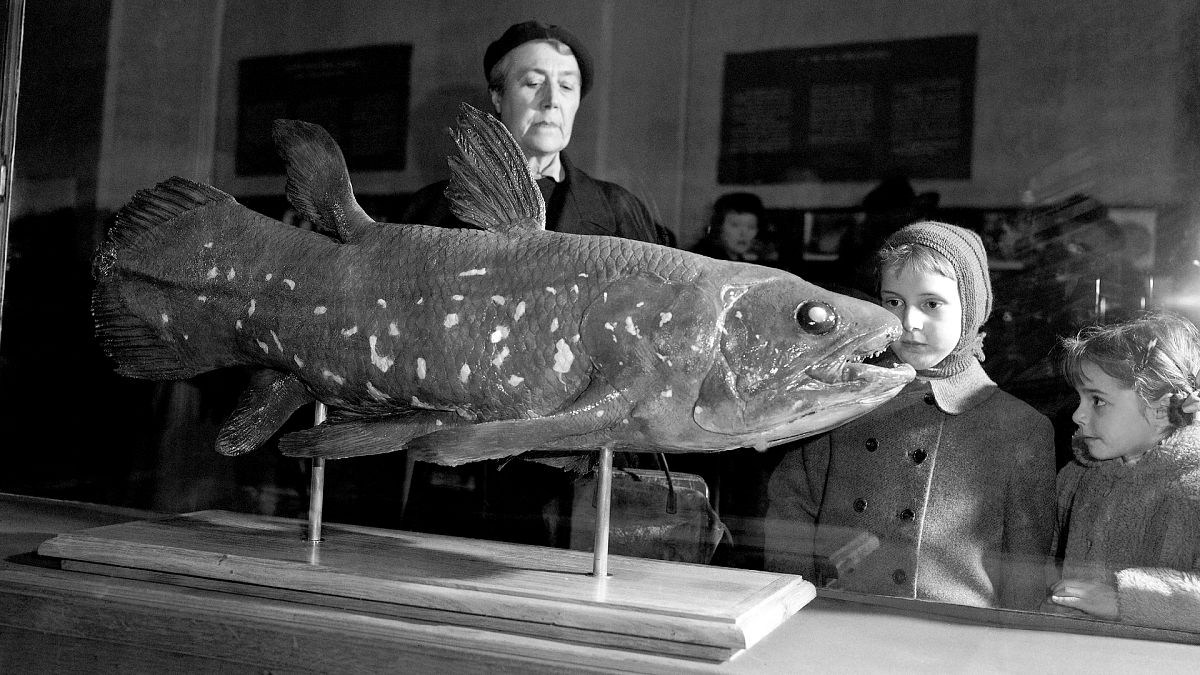 Bojtosúszós hal a párizsi természettörténeti múzeumban