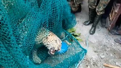 Des gardes forestiers indiens capturent un léopard