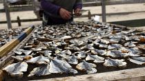 A fisherman lays out mackerel to dry in the fishing village of Nazare, Portugal. February 8, 2014.