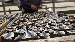 Ein Fischer legt Makrelen zum Trocknen aus im portugiesischen Fischerdorf Nazare