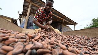 Ivory Coast : 22 people convicted of child trafficking on Cocoa farms