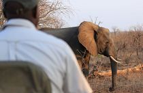 Watching over elephants at Kruger National Park, South Africa. 