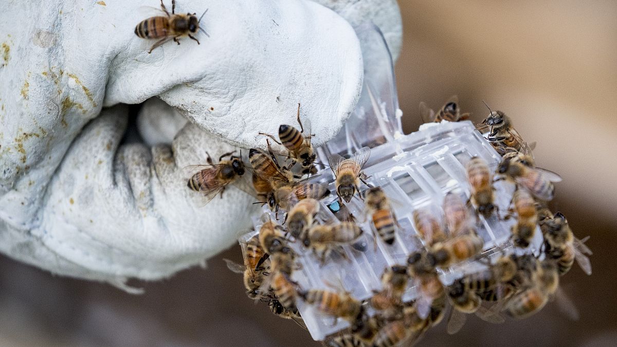 A méhek világnapja van