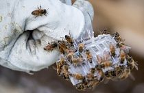 L'abeille, reine du jour : une journée mondiale est consacrée à cet insecte menacé et essentiel