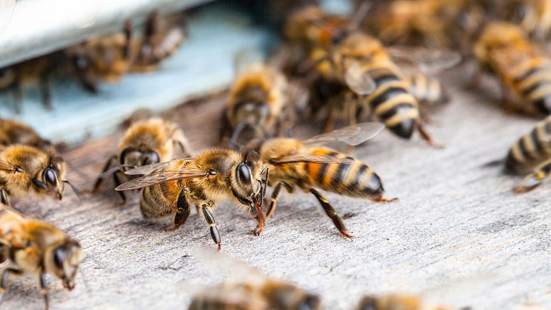 Ukrainians keep wild beekeeping tradition alive | Euronews