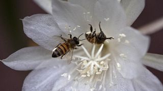 Les abeilles africaines en péril ?