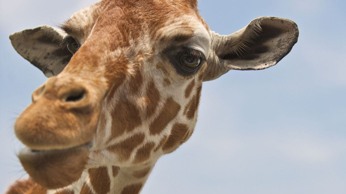 The giraffe population has declined 40 per cent in 30 years, and there are now approximately 68,000 left in the wild. 