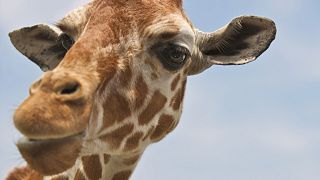 The giraffe population has declined 40 per cent in 30 years, and there are now approximately 68,000 left in the wild.