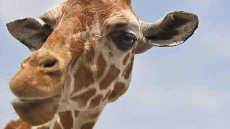 The giraffe population has declined 40 per cent in 30 years, and there are now approximately 68,000 left in the wild.